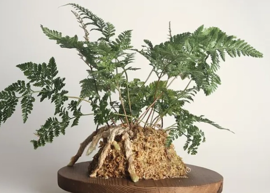 兔腳蕨養護 兔腳蕨養護