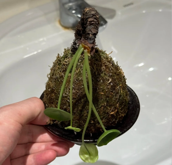 苔球復活 苔球復活