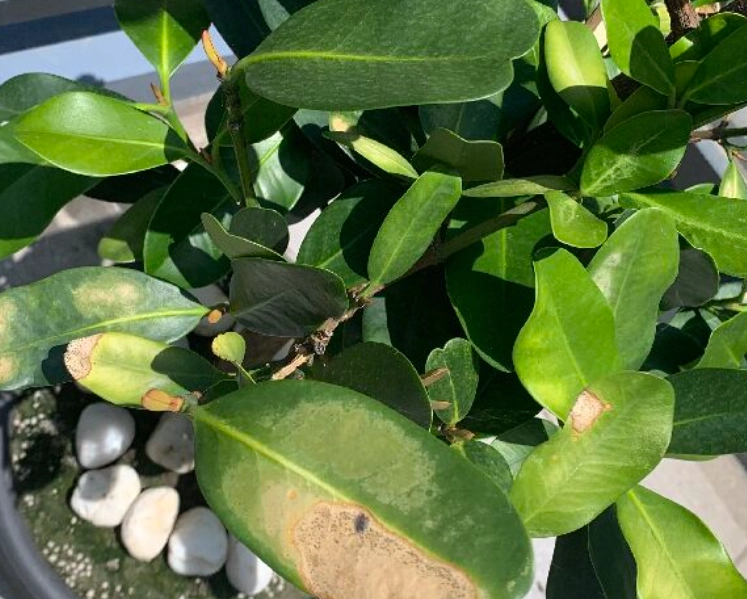 福木樹常見病害 福木樹常見病害