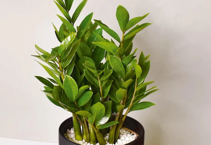 開業送禮盆栽 開業送禮盆栽