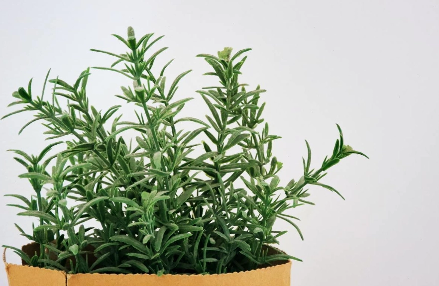 防蟲室內植物 防蟲室內植物