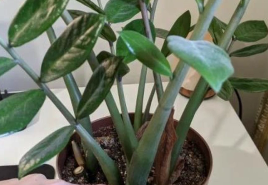 金錢樹葉子繁殖方法 金錢樹葉子繁殖方法