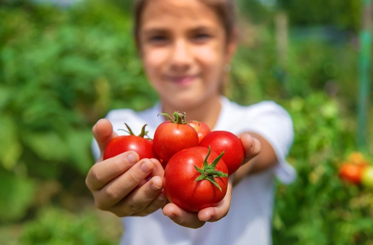 番茄播種採收時間 番茄播種採收時間