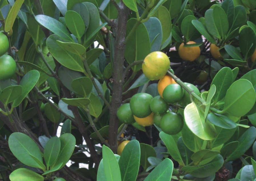 福木果實毒性 福木果實毒性