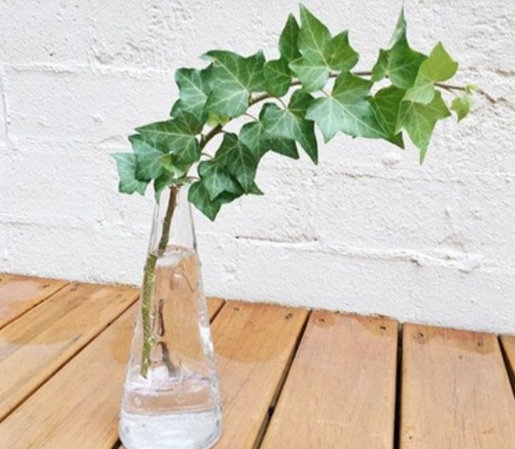 水耕常春藤優缺點 水耕常春藤優缺點