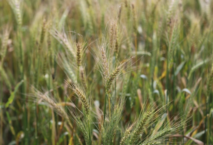 禾本科植物命名 禾本科植物命名