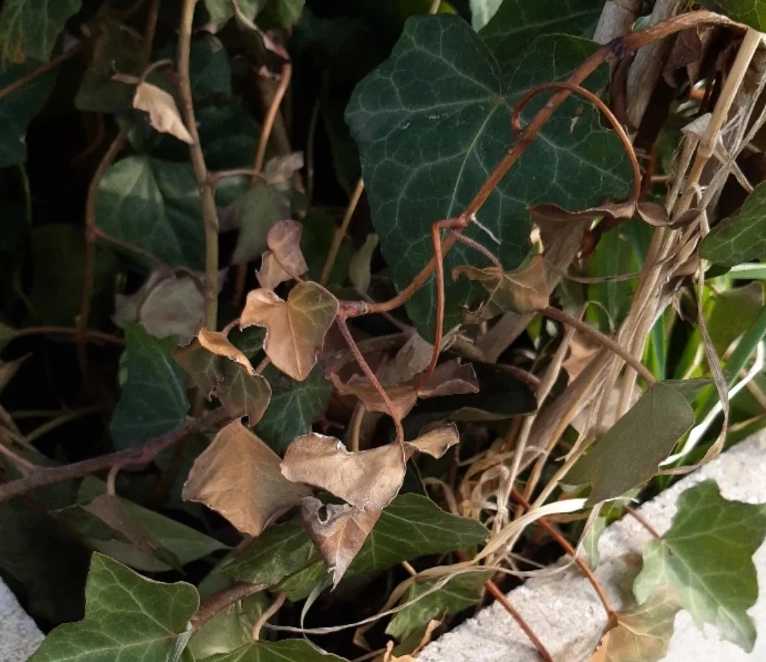 常春藤病虫害防治