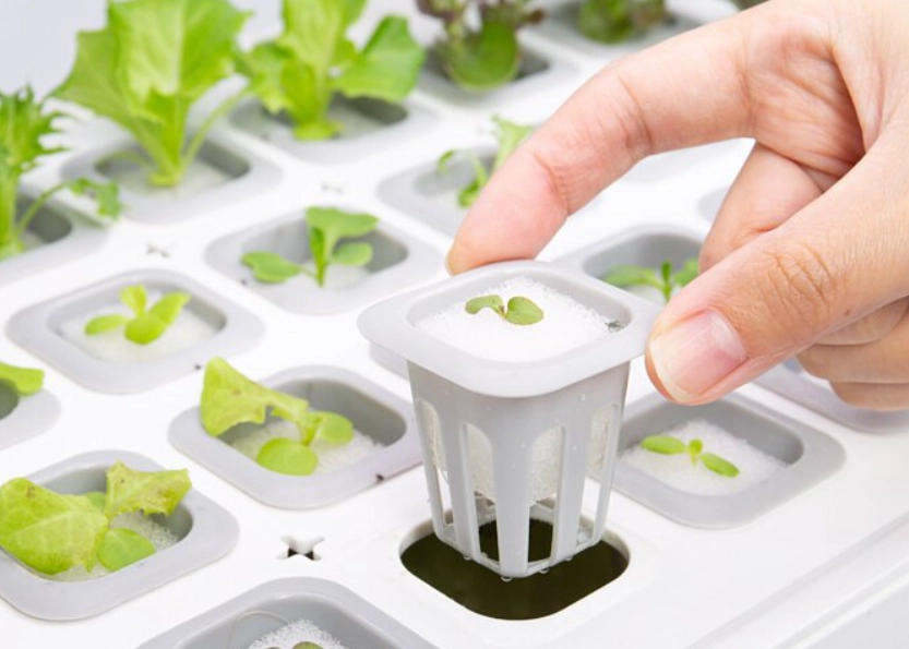 水耕蔬菜缺點 水耕蔬菜缺點