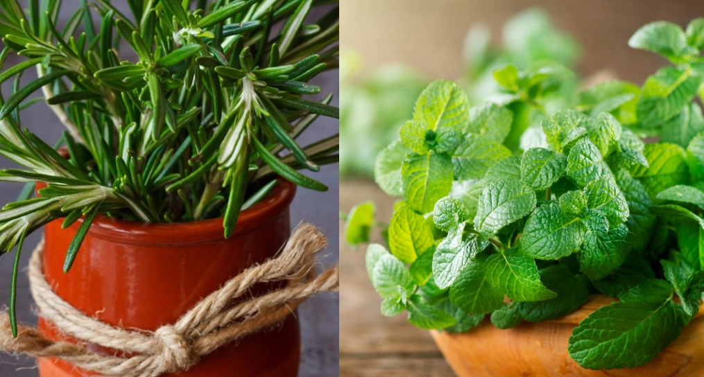 防蟲室內植物 防蟲室內植物