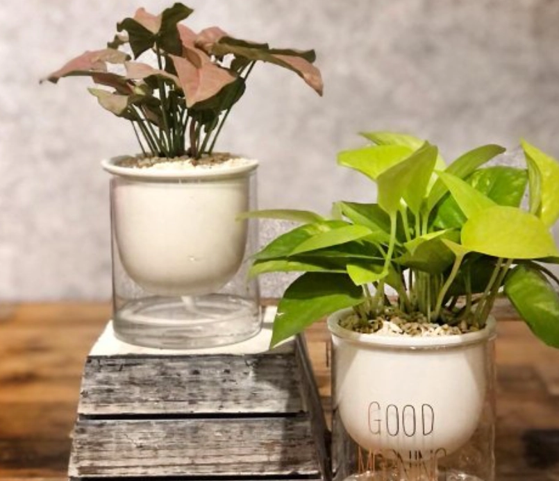 室內水培植物 室內水培植物