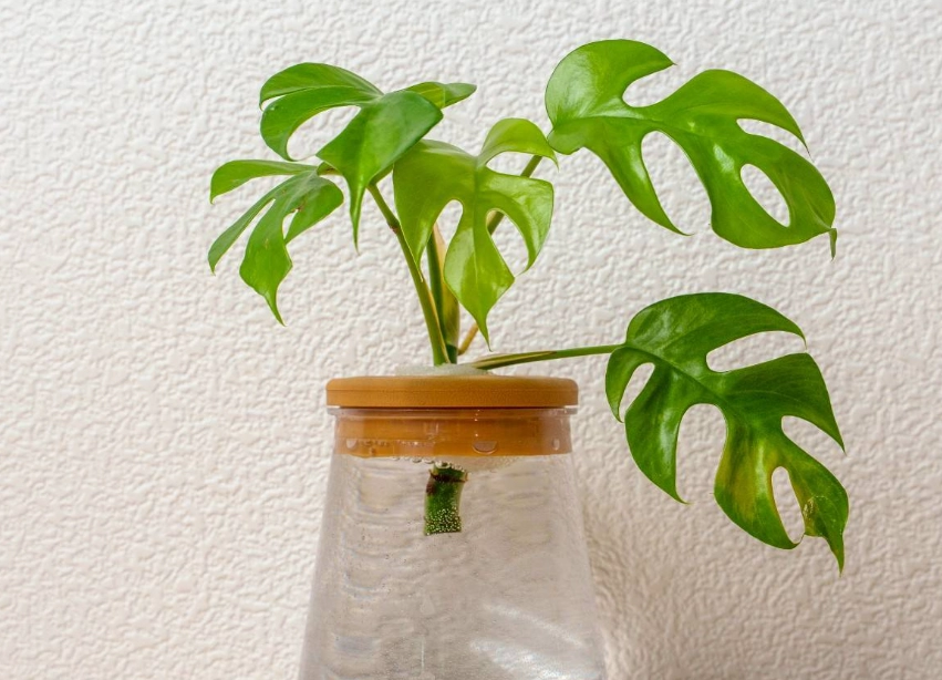 水耕转土耕方法 水耕转土耕方法