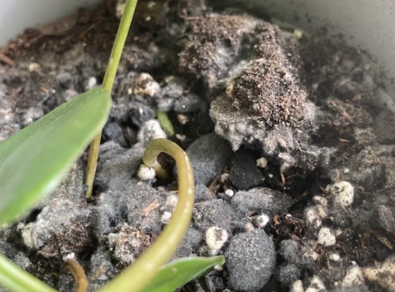 植物霉菌防治 植物霉菌防治