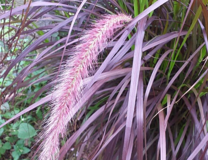 禾本科植物命名 禾本科植物命名