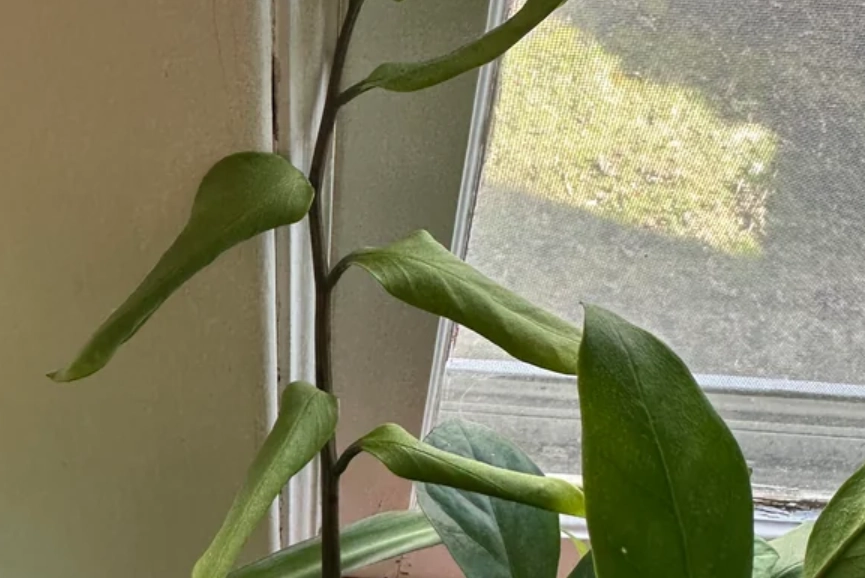 金錢樹照顧 金錢樹照顧