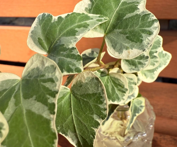 雪瑩常春藤病虫害