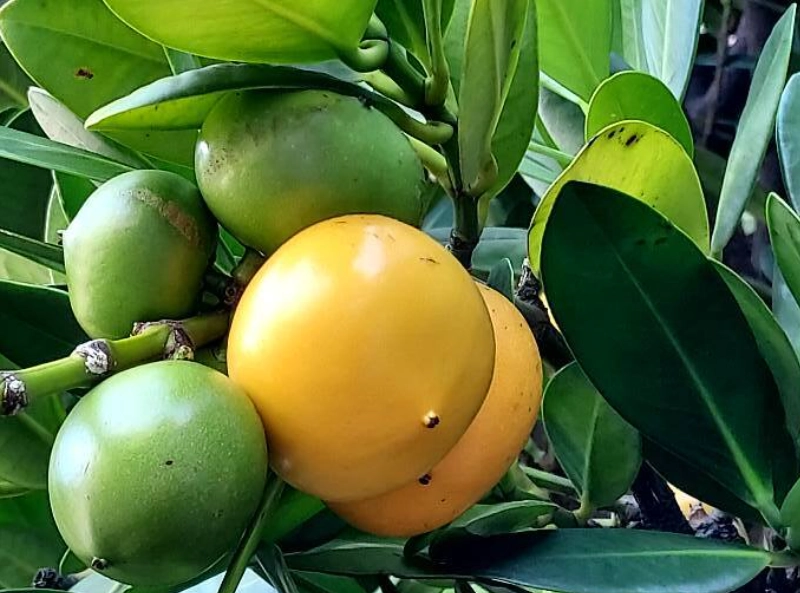 福木果實食用方法