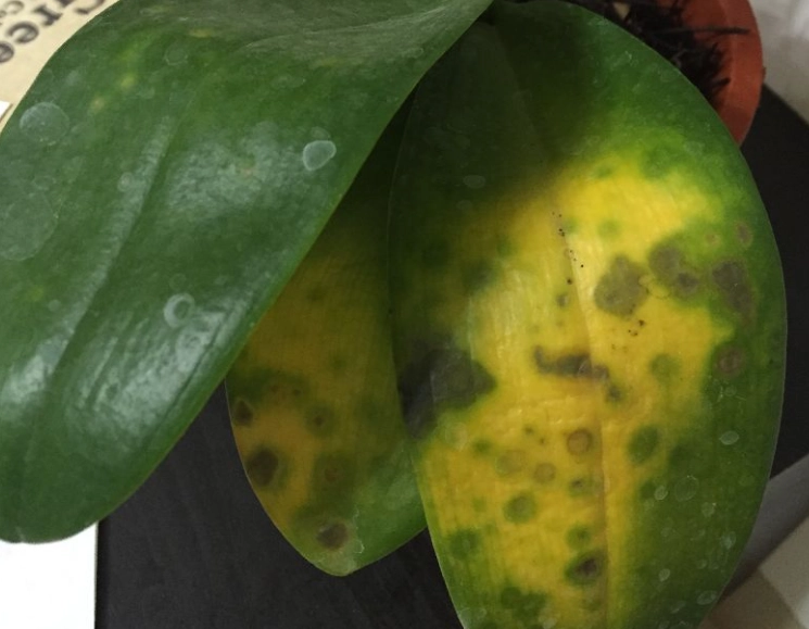 蘭花黃葉 蘭花黃葉