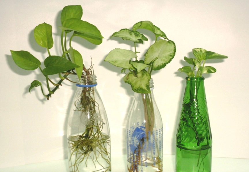 水耕植物葉子小