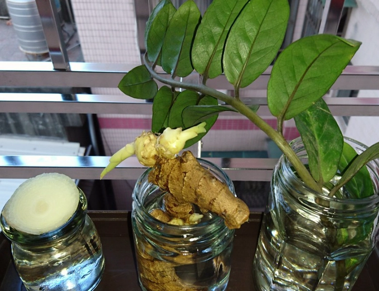 金錢樹水耕優缺點