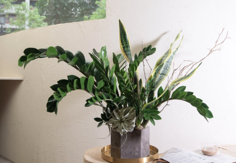 開店盆栽推薦 開店盆栽推薦