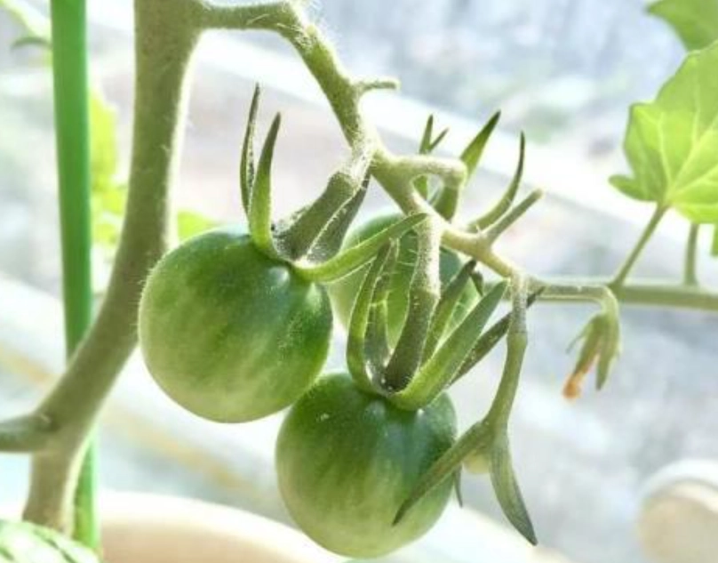 番茄植株高度控制 番茄植株高度控制
