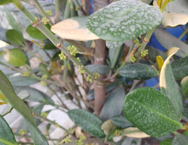 福木病虫害防治 福木病虫害防治