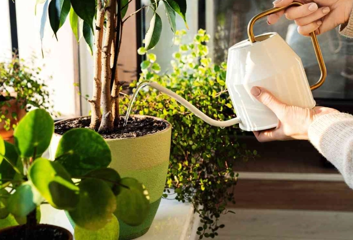 盆栽澆水方法 盆栽澆水方法