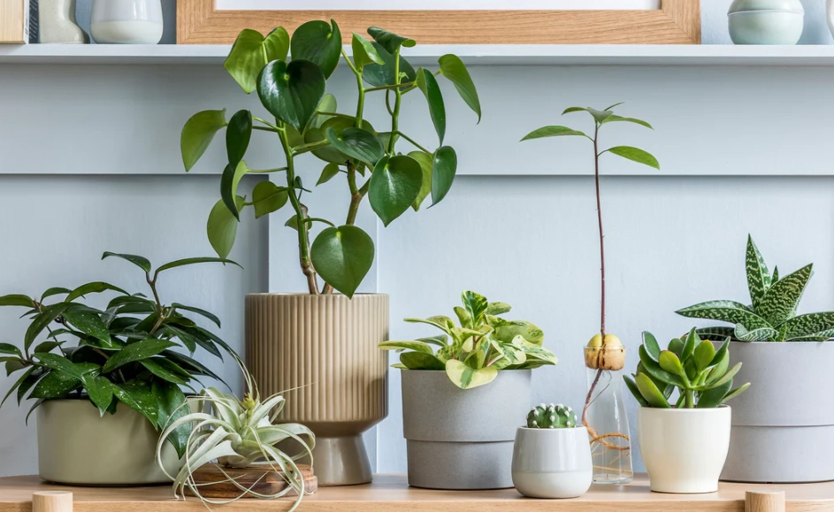 如何選擇花盆 如何選擇花盆