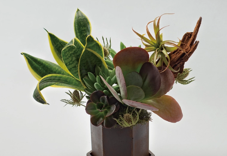 開業送禮盆栽 開業送禮盆栽