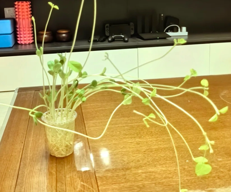 水耕黃豆種植 水耕黃豆種植