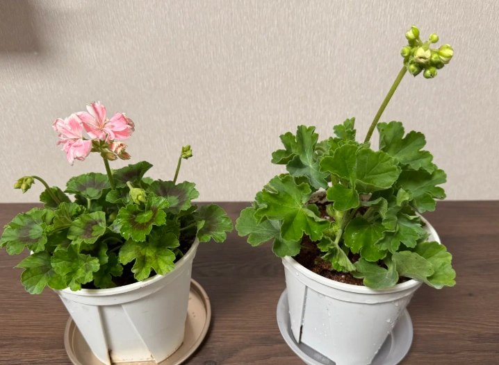 天竺葵病蟲害防治