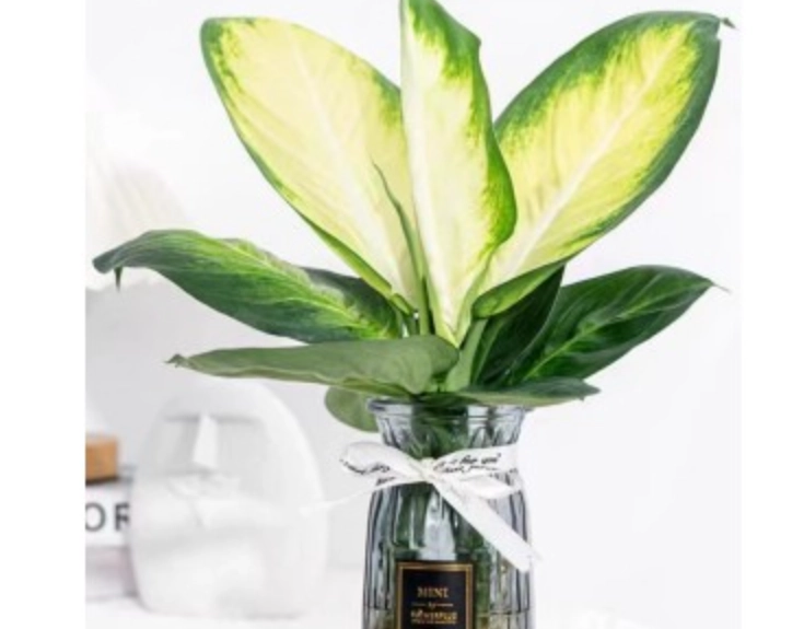 水耕系統 水耕系統