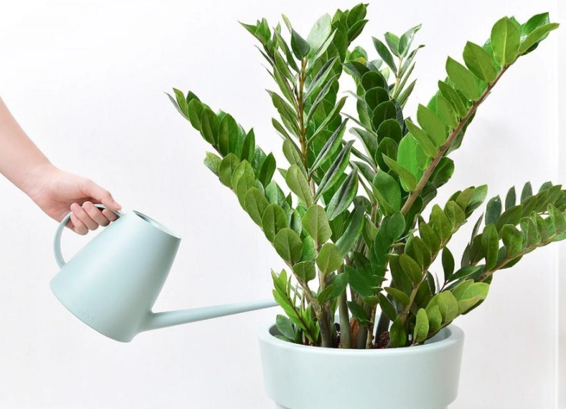 金錢樹放室內好處 金錢樹放室內好處