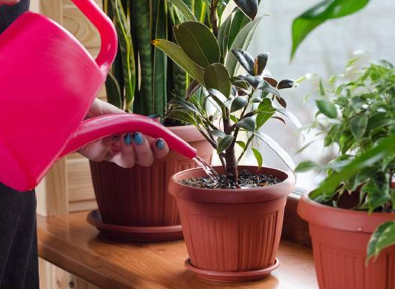 植物澆水頻率 植物澆水頻率