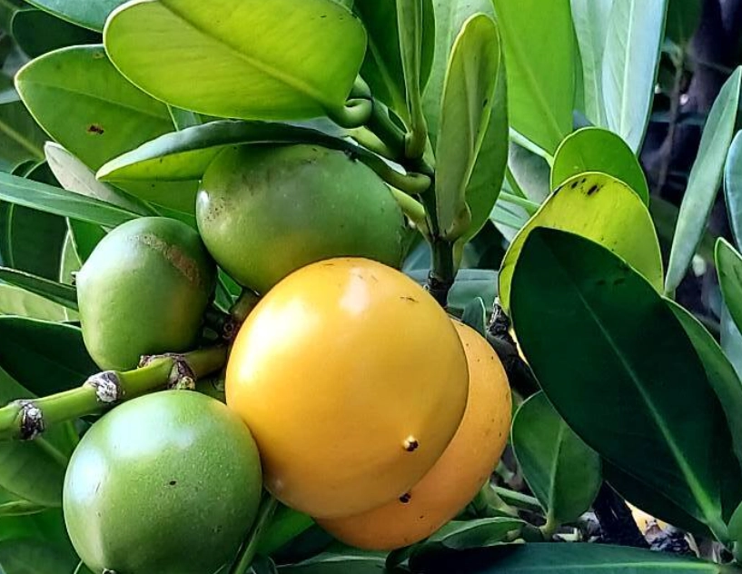 福木果實毒性 福木果實毒性