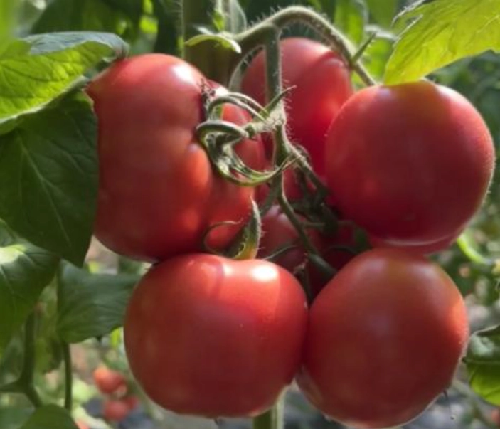 番茄生長週期 番茄生長週期