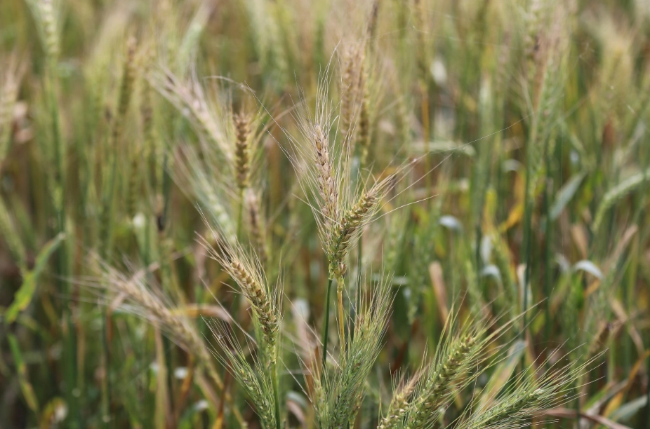 禾本科植物 禾本科植物