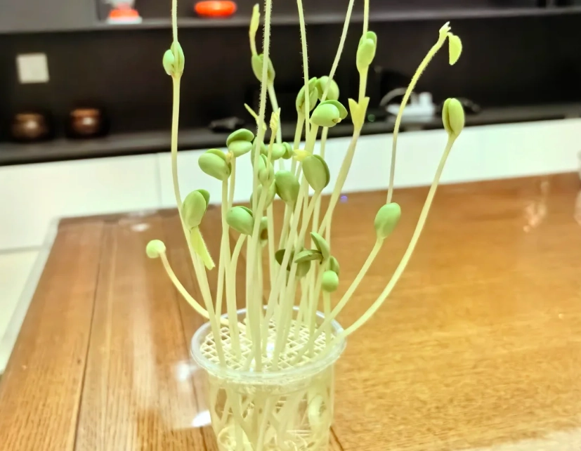 黃豆水耕技術 黃豆水耕技術