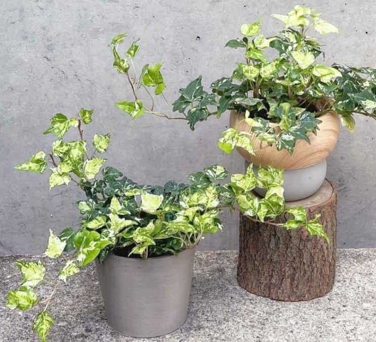 常春藤陽台設計