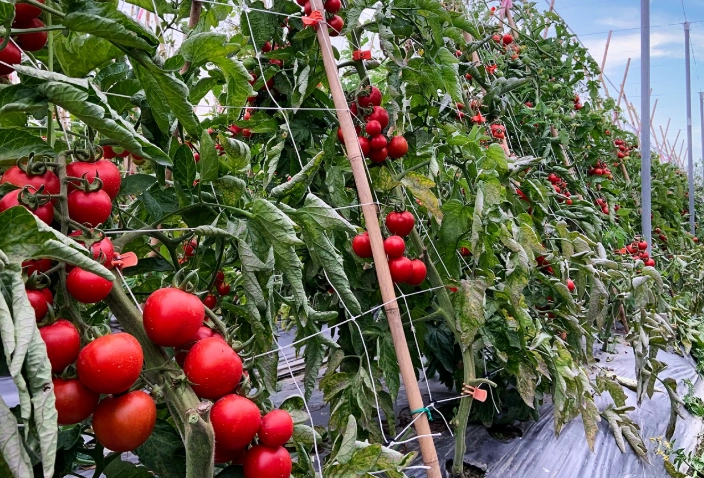 番茄品种高度比较 番茄品种高度比较