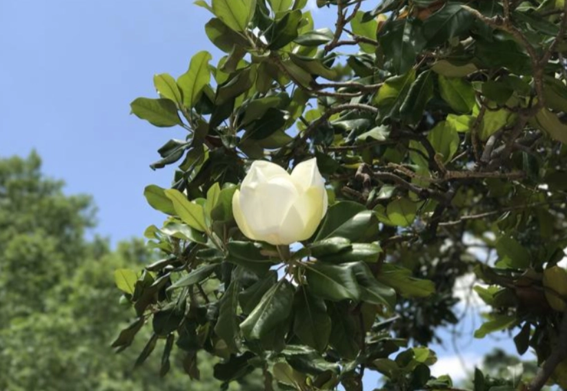 白玉蘭樹病蟲害 白玉蘭樹病蟲害