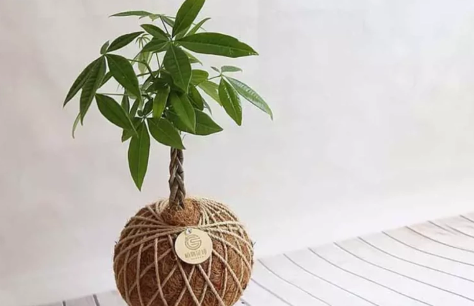 發財樹澆水頻率 發財樹澆水頻率