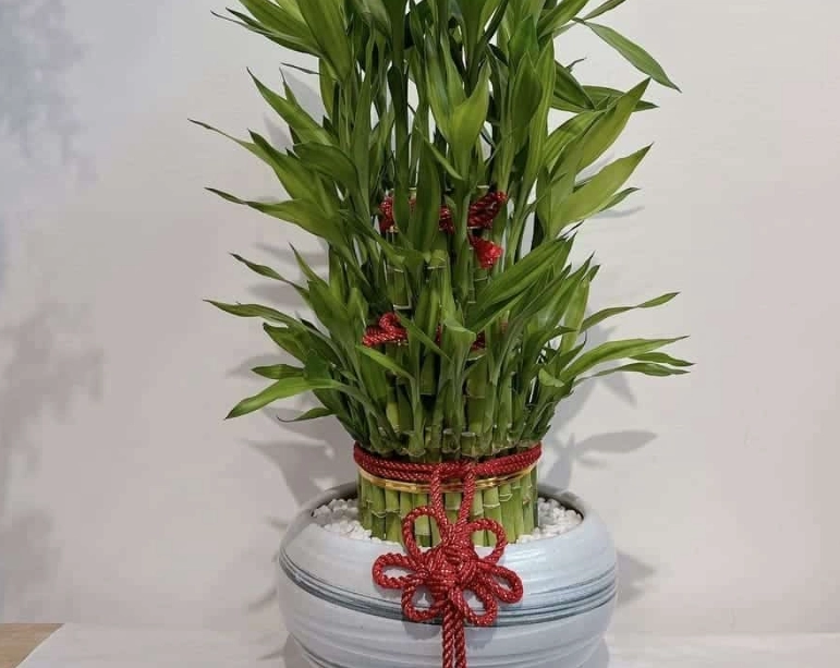 幸運竹生長方法