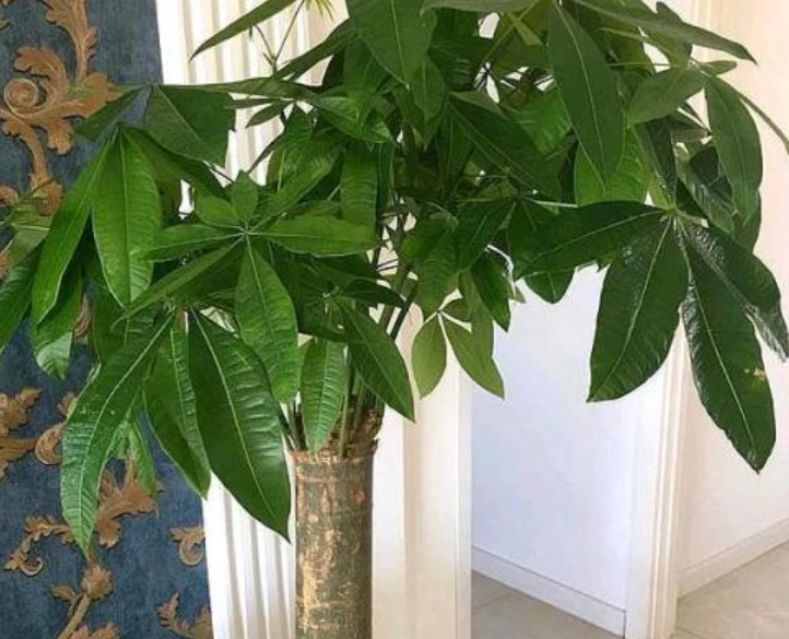 發財樹養護 發財樹養護