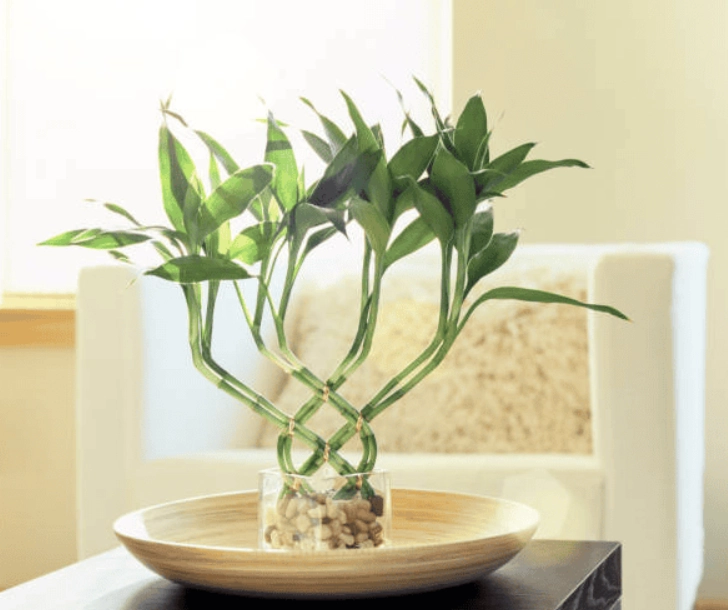 開運竹養護技巧