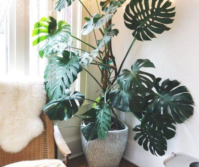 室內植物選擇 室內植物選擇