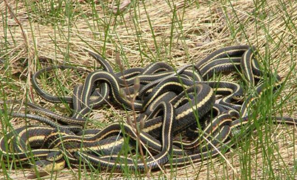 夢見很多蛇的意義 夢見很多蛇的意義