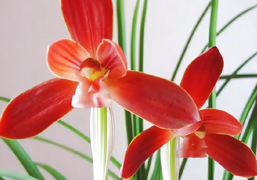 紅色蘭花象徵 紅色蘭花象徵