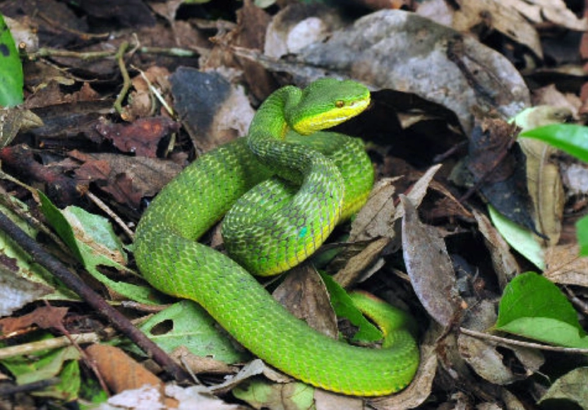 女性夢境分析 女性夢境分析