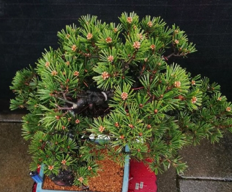 壽松養護 壽松養護